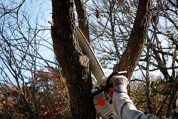 Reliable Canyonville, OR Tree Services Solutions